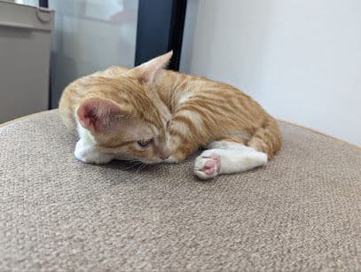 Meownistry of Meow - Cat Cafes