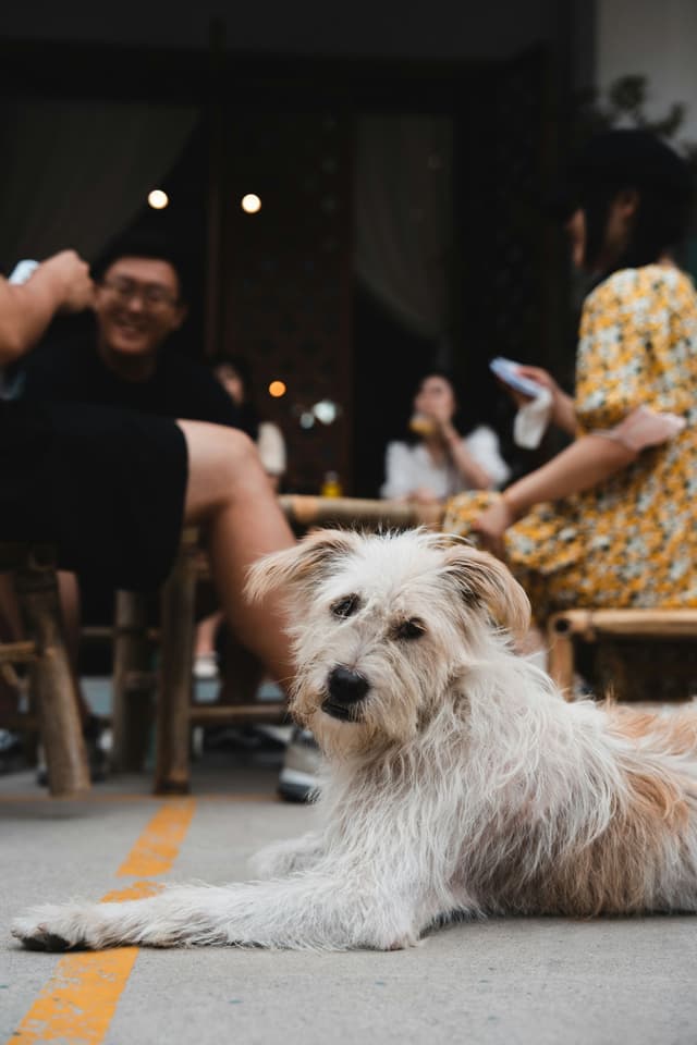 pawwhere hero image